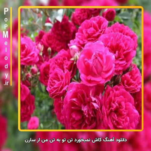 دانلود آهنگ سارن کاش نمیخورد تن تو به تن من